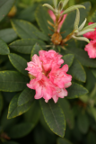Rhododendron yakushimanum 'Grumpy' RCP5-2012 087.JPG
